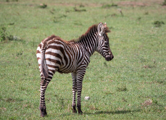 Infant Zebra in Maasai Mara, Kenya, Africa