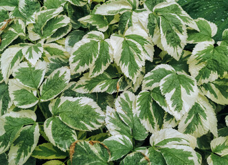 Fototapeta premium Light green and brown leaves of coleus close-up. Garden plant care concept.