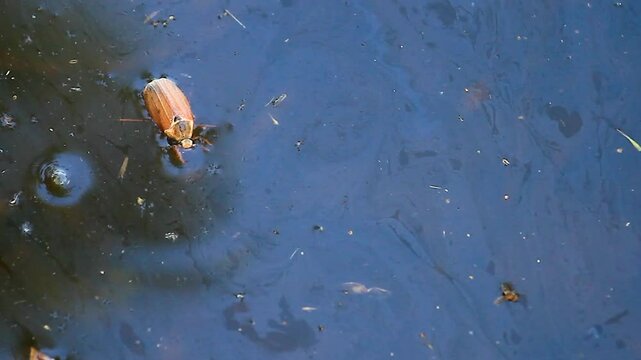 cockchafer fell into the water and is trying to get out