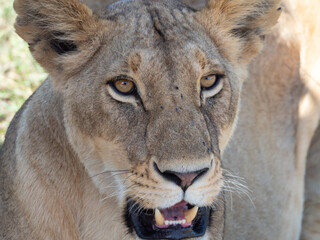 Lion close up portrait in Maasai Mara, Kenya, Africa