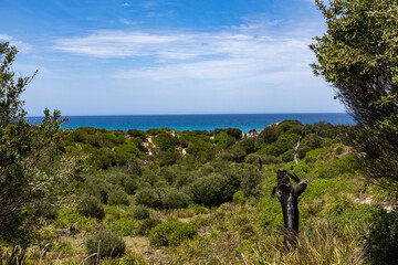 Lush green coastal vegetation leading to a pristine sandy beach. Australian coastal scenery.