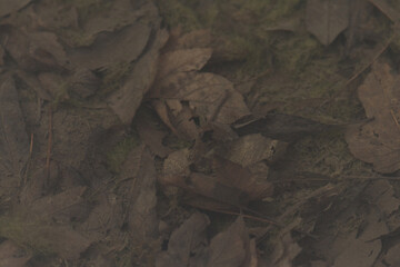 Autumn leaves on the bottom of the stream as a background. Tranquil forest floor blanketed in crunchy leaves, displaying a variety of rich textures and the diverse elements of nature.