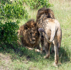 Male Lions in Maasai Mara, Kenya, Africa