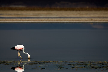 Flamenco alimentándose. Al fondo las aguas de laguna Chaxa © BVA Atelier