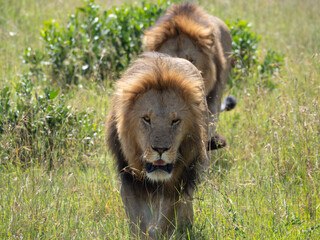 Two male lions in Maasai Mara, Kenya, Africa
