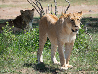 Lions in sun and shade in Maasai Mara, Kenya, Africa
