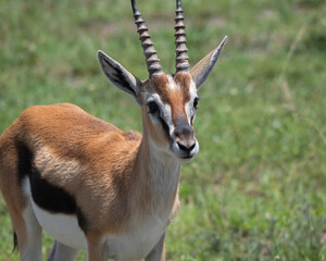 Thomson's Gazelle in Maasai Mara, Kenya, Africa

