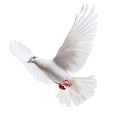 Obraz premium White dove isolated.