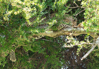 Leopard in tree with hanging paw in Maasai Mara, Kenya, Africa