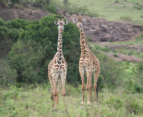 Two Giraffes staring in Maasai Mara, Kenya, Africa
