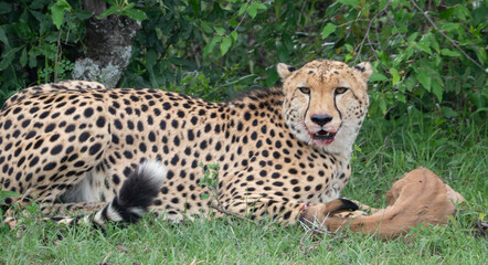 Cheetah lies with infant impala kill in Maasai Mara, Kenya, Africa
