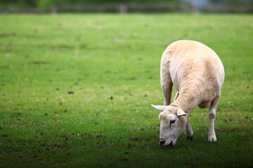 Fototapeta premium 羊