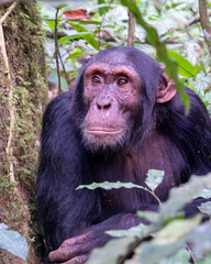 Chimpanzee In Kibale National Park, Uganda, Africa