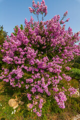 A vibrant crepe myrtle tree bursts with pink blossoms against a clear blue sky.