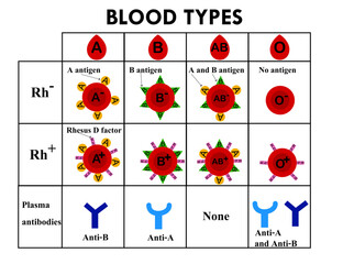 ABO blood group types.Red blood cell.Rh positive and negative.A, B, AB and O chart.Type A and type B antigens.Antibodies in plasma.Blood donation.Diagram biology or medical.Vector illustration.