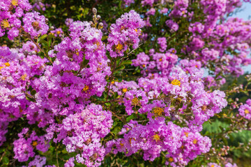 A close-up view of vibrant pink crepe myrtle blossoms with yellow centers, densely clustered on branches