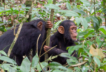 Baby Chimpanzees In Kibale National Park, Uganda, Africa