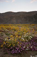 Obraz premium Anza-Borrego Desert State Park, wildflowers, vintage, 35mm film
