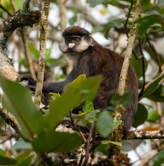 Red Tailed Monkey in Uganda, Africa