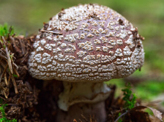 A smaller mushroom (Amanita rubescens) just crawled out of the ground. The background is blurred to green