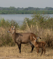 Mother and baby Waterbuck, Antelope in Queen Elizabeth National Park, Uganda, Africa