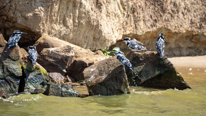 Pied Kingfishers in Queen Elizabeth National Park, Uganda, Africa