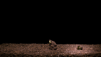 New Life of Bean seedling in brown soil isolated on black background. Sprout coming out of the ground in spring.