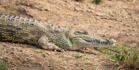Fototapeta premium Crocodile in Queen Elizabeth National Park, Uganda, Africa 