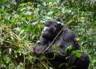 Gorilla in the Mountains in Bwindi Impenetrable Forest, Uganda, Africa