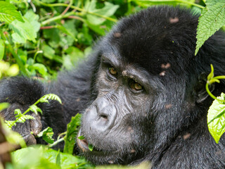 Gorilla closeup in the Mountains in Bwindi Impenetrable Forest, Uganda, Africa