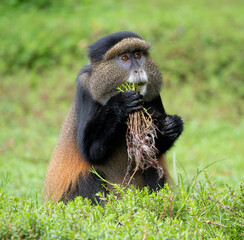 Golden Monkey eating plant in Volcanoes National Park, Rwanda, Africa