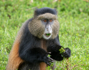 Golden Monkey eating plant in Volcanoes National Park, Rwanda, Africa