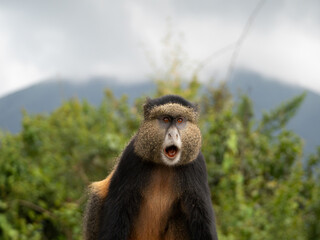 Golden Monkey in front of Volcano in Volcanoes National Park, Rwanda, Africa