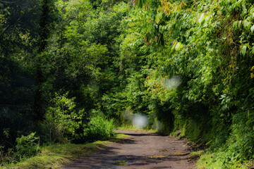 Beauful green forest in Sao Tome