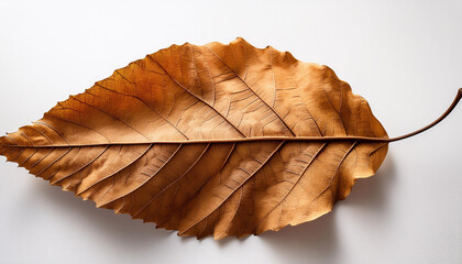 dry leaves against a plain white historical past symbolizing autumn fall nature seasonal decor