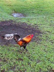 Feral Chickens in Auckland New Zealand