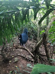 Photo of Victoria Crowned Pigeon or Goura Victoria