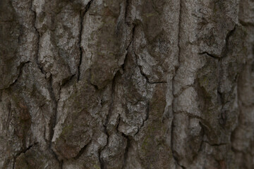This is a closeup image showcasing the intricate textures and patterns of tree bark, making it ideal for various design backgrounds