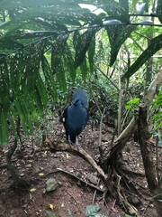 Photo of Victoria Crowned Pigeon or Goura Victoria