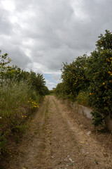 Fototapeta premium Dusty road cross lemon gardens, Sicily, Italy