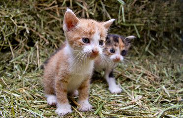 Crías de gato explorando un pajar en la isla de Gran Canaria, España