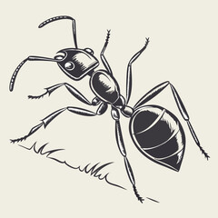 ant vector