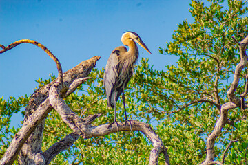 Great Blue Heron 