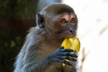 Młody makak długowłosy zajadający się bananem w tropikalnym otoczeniu – urokliwy moment dzikiej przyrody © damian