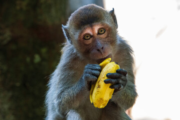 Młody makak długowłosy zajadający się bananem w tropikalnym otoczeniu – urokliwy moment dzikiej przyrody © damian