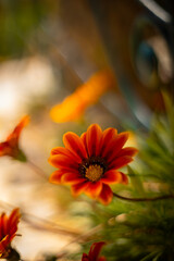 Gazania, pomarańczowe miododajne kwiaty, letni, kolorowy egzotyczny ogród, rabata z kwiatami, rozmyte tło kwiatowe, zbliżenie makro, dekoracja ogrodu, tapeta © anettastar