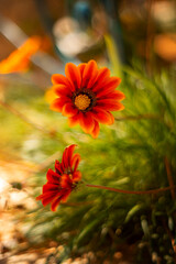 Gazania, pomarańczowe miododajne kwiaty, letni, kolorowy egzotyczny ogród, rabata z kwiatami, rozmyte tło kwiatowe, zbliżenie makro, dekoracja ogrodu, tapeta © anettastar