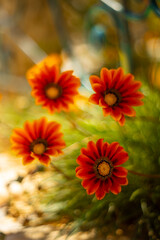 Gazania, pomarańczowe miododajne kwiaty, letni, kolorowy egzotyczny ogród, rabata z kwiatami, rozmyte tło kwiatowe, zbliżenie makro, dekoracja ogrodu, tapeta © anettastar