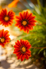 Gazania, pomarańczowe miododajne kwiaty, letni, kolorowy egzotyczny ogród, rabata z kwiatami, rozmyte tło kwiatowe, zbliżenie makro, dekoracja ogrodu, tapeta © anettastar