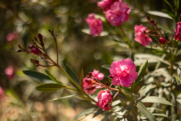 Oleander, egzotyczne różowe kwiaty, letni egzotyczny ogród, tropikalny krzew z różowymi kwiatami, rozmyte tło, zbliżenie makro, Tunezja, wyspa Djerba © anettastar